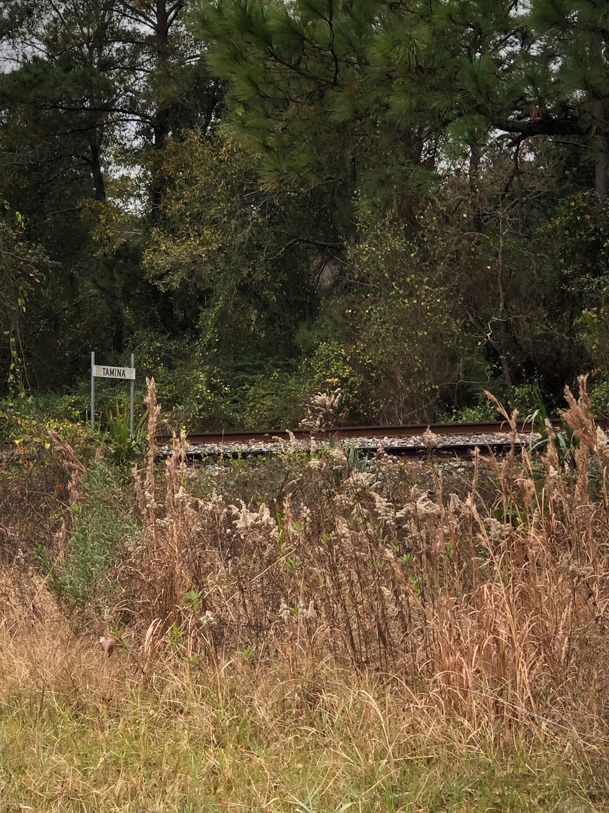 Tall grasses are shown in front of railroad tracks and a sign that reads "Tamina."
