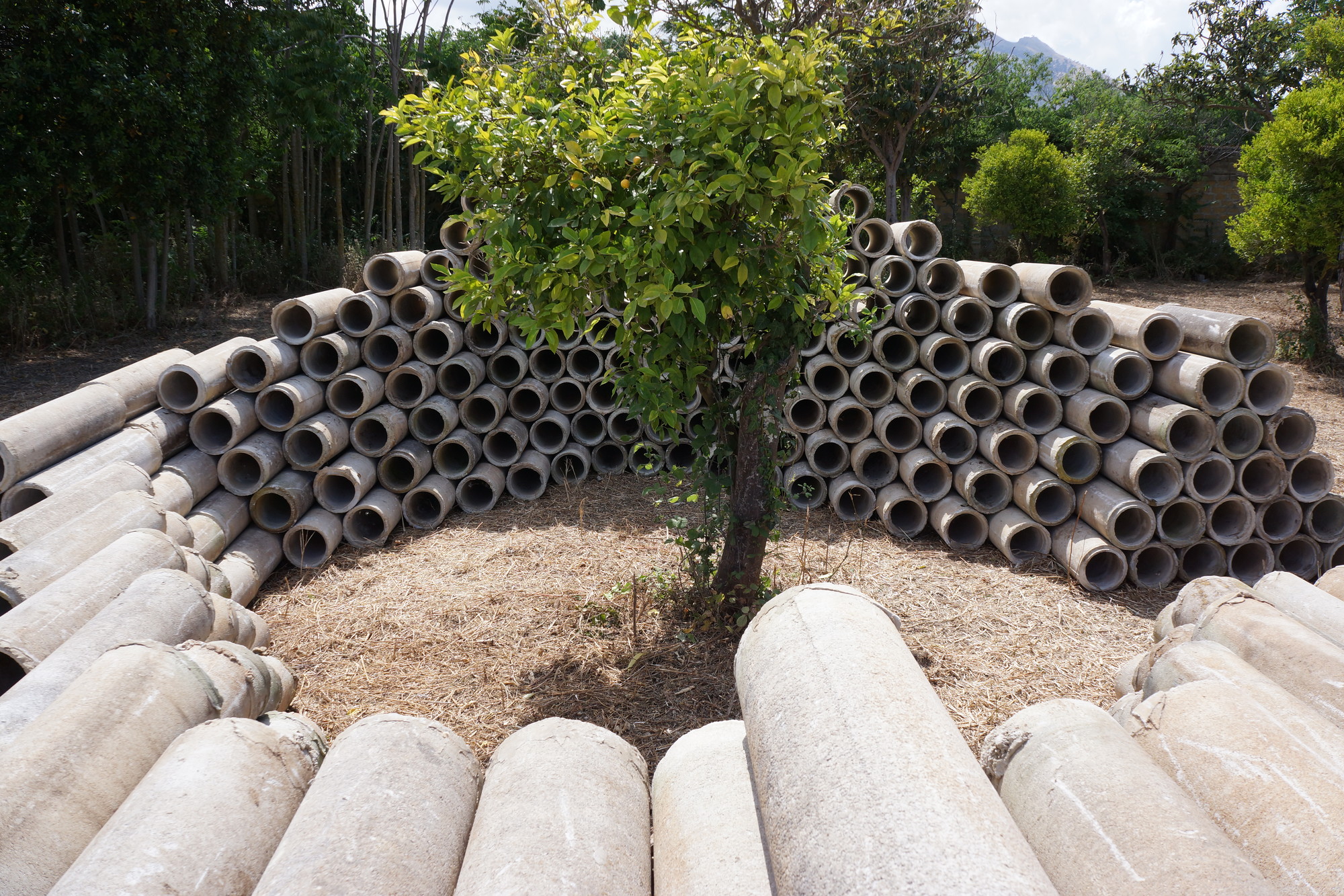 A light green tree grows in the center of the photo, surrounded by light gray concrete tubes stacked on all sides. There are more trees growing in the background of the photo.
