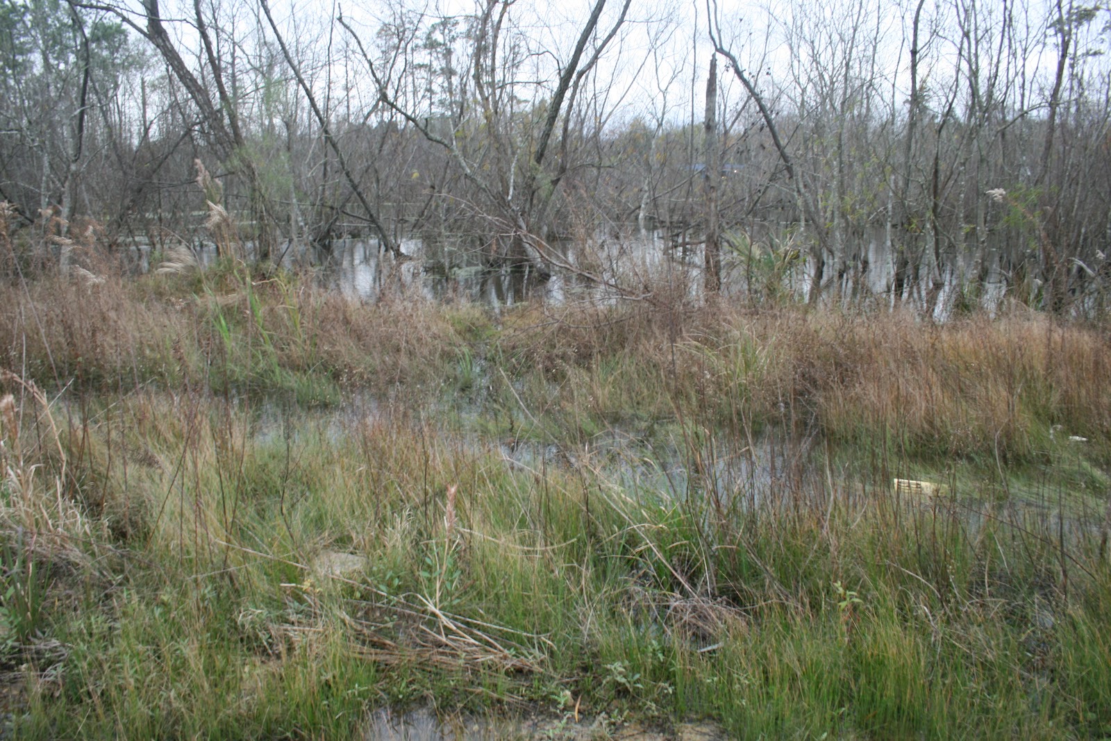 a marshy area with trees and grasses