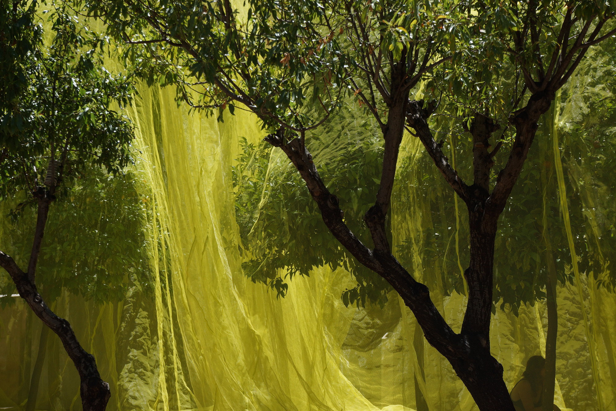 Lime green plastic netting is hung amidst trees with green leaves.