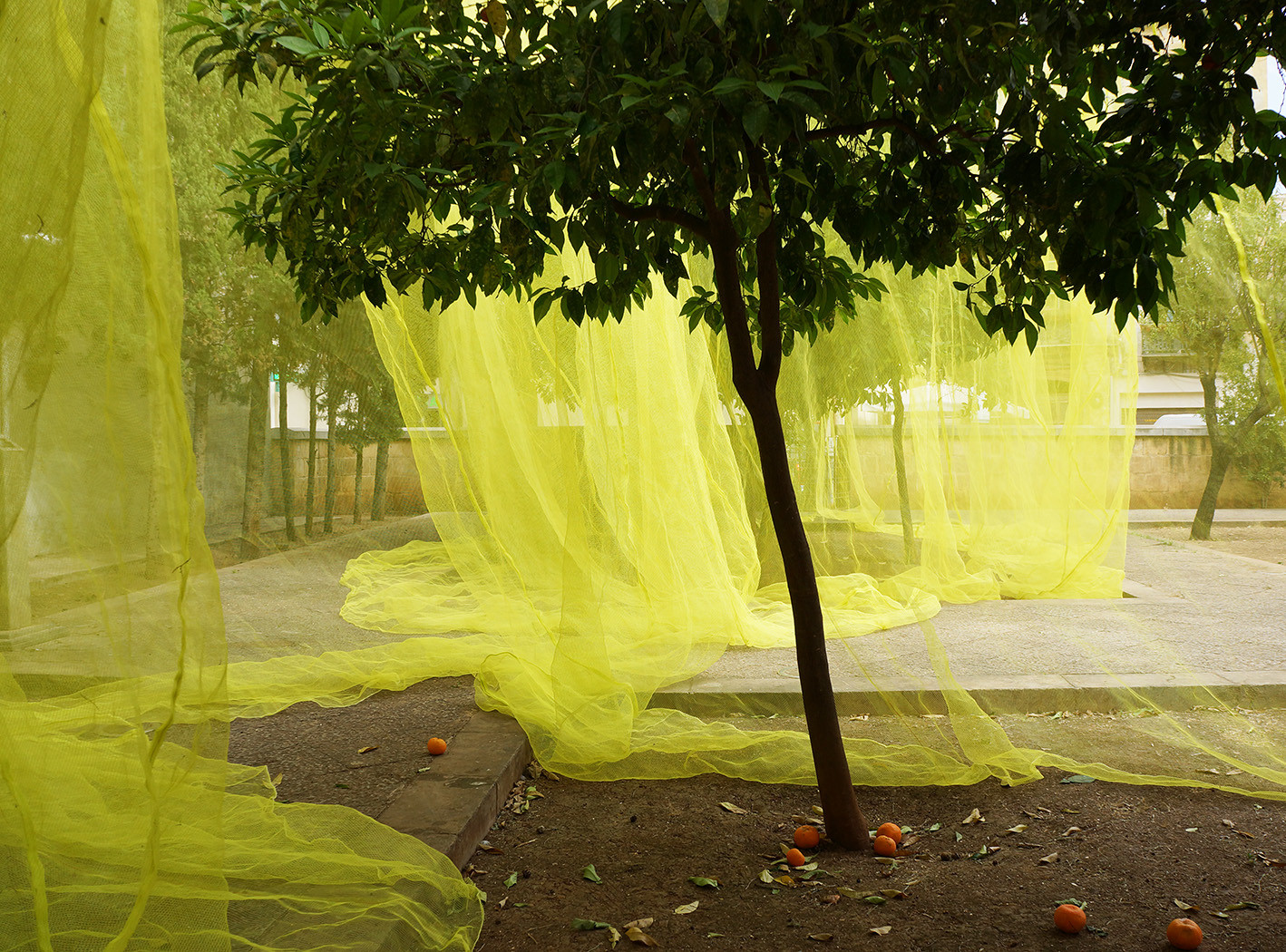 Lime green plastic netting hangs behind a tree with green leaves growing from a small area of soil cut out of a paved plaza.
