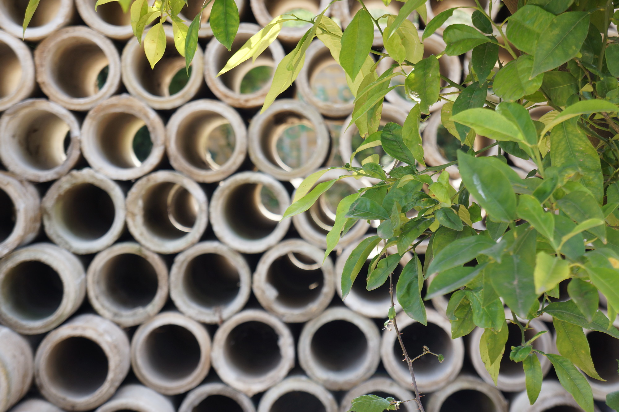 A tuft of green leaves hangs in front of a honeycomb of light gray concrete tubes.