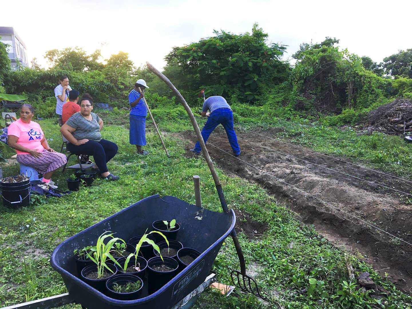 Several people are in a green agricultural field, with several rows of soil turned up and a blue wheelbarrow in the foreground.