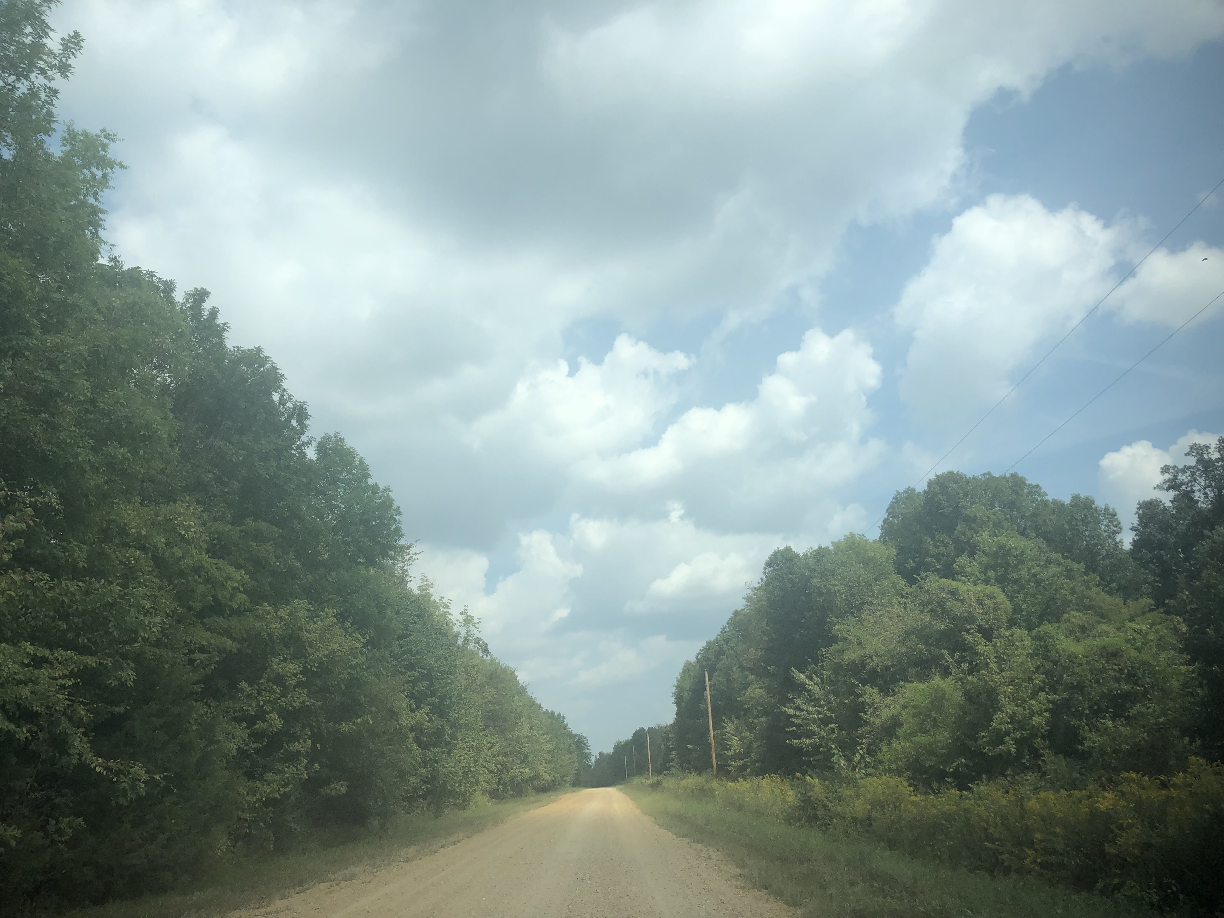 Trees flank both sides of a dirt road on in the West Kentucky Wildlife Management Area.