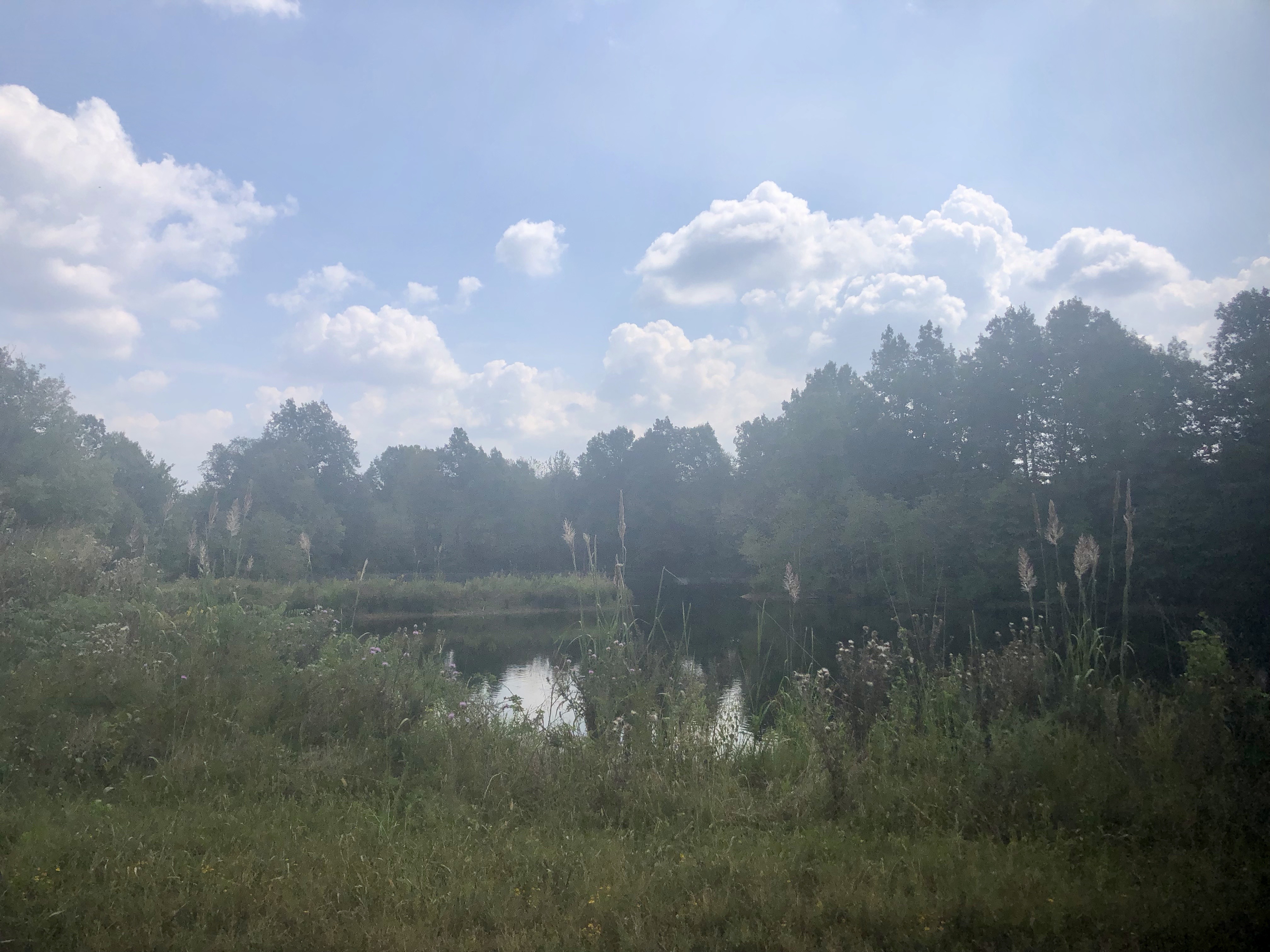 Image of a pond in the West Kentucky Wildlife Management Area, surrounded by trees and various wild plants. The photo was taken on a bright sunny day with scattered clouds. 