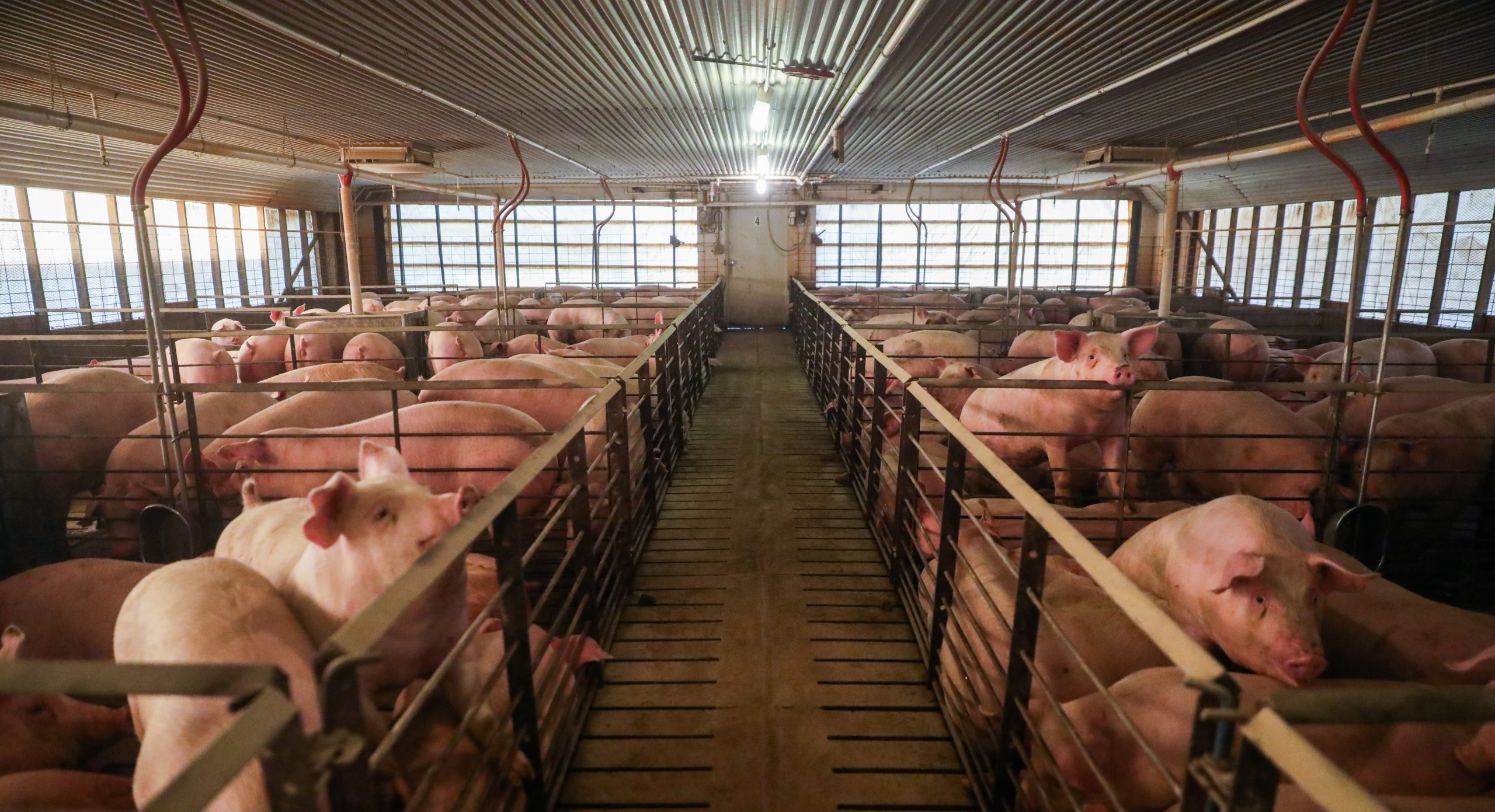Hogs photographed on Butler Farms on March 15, 2022. (Photo by Alex Mousan Sanchez)