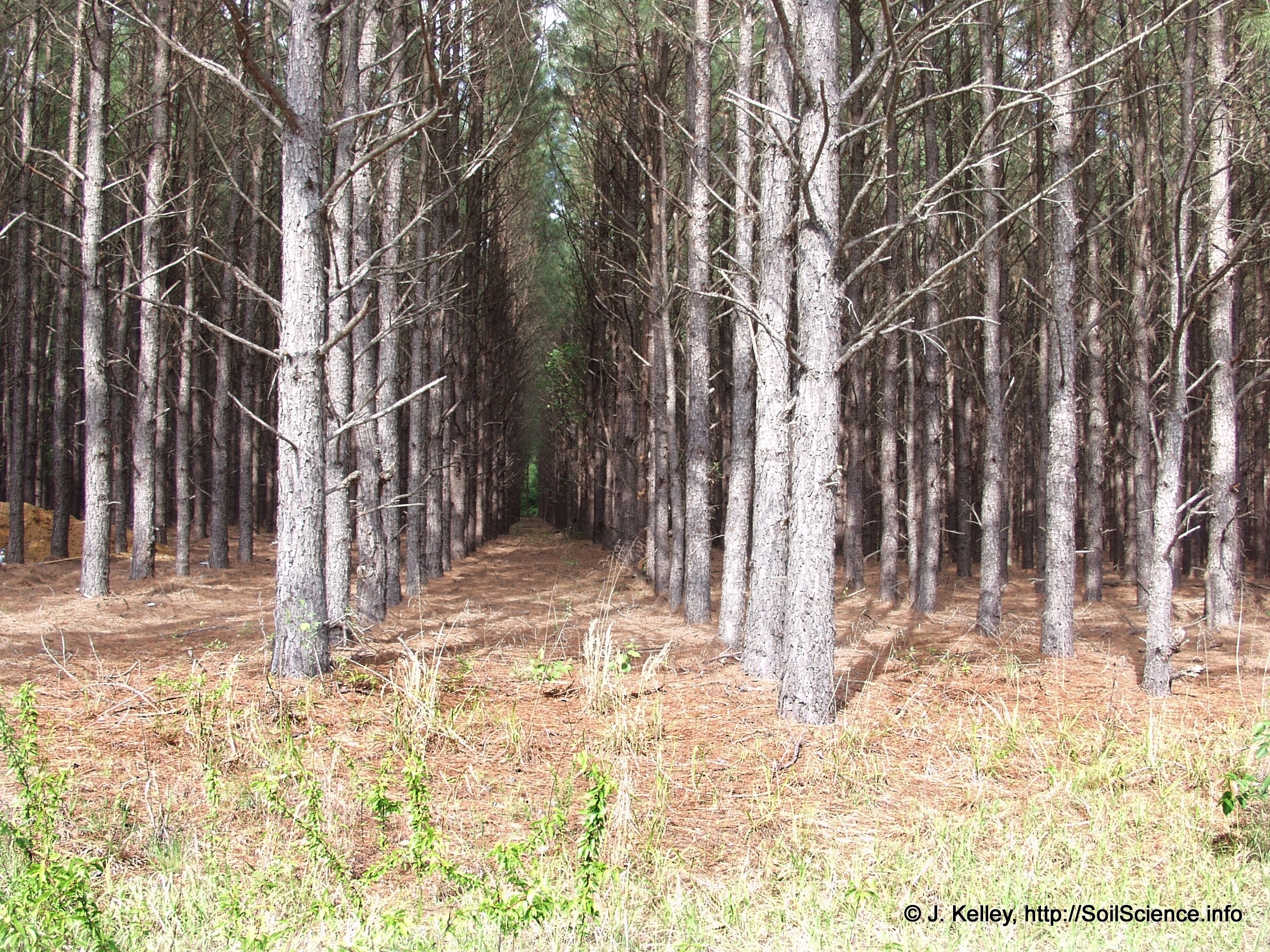 rows of trees in a managed tree plantation